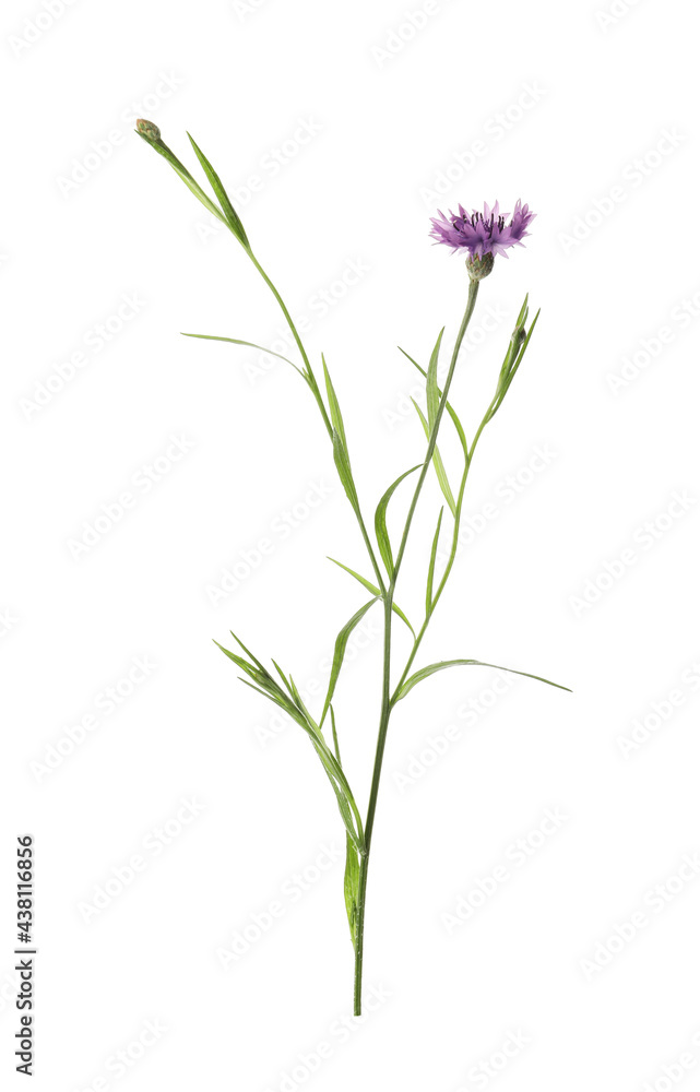 Fototapeta premium Beautiful purple cornflower isolated on white. Meadow plant