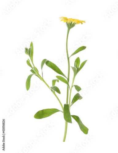 Beautiful meadow plant with yellow flower isolated on white