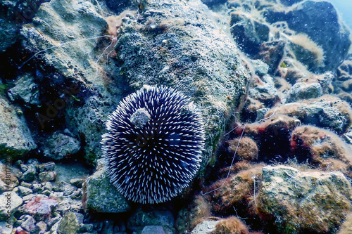 Underwater Sea urchins on a rock, Underwater natural sunlight photo