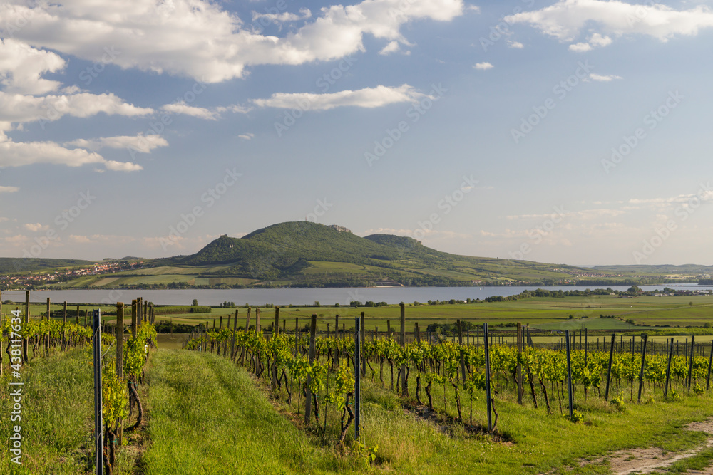 Spring vineyards under Palava near Sonberk, South Moravia, Czech Republic