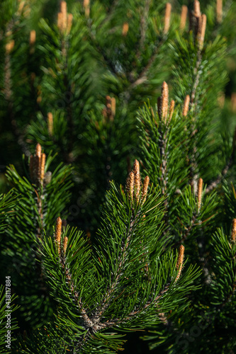 Young shoots of a plant called Mountain Pine