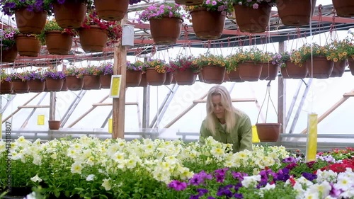Woman gardener walks between rows of blooming potted flowers in a bright summer greenhouse and selects a flower. Flower shop. Adult female farmer Taking care of growing plants in the greenhouse