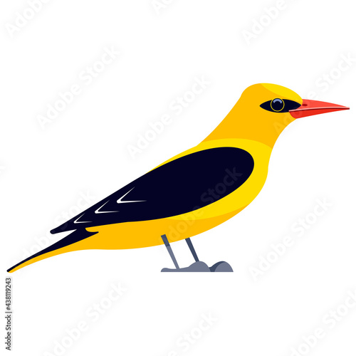 Yellow oriole is a passerine bird in the family Icteridae. Bird Cartoon flat style beautiful character of ornithology, v vector illustration isolated on white