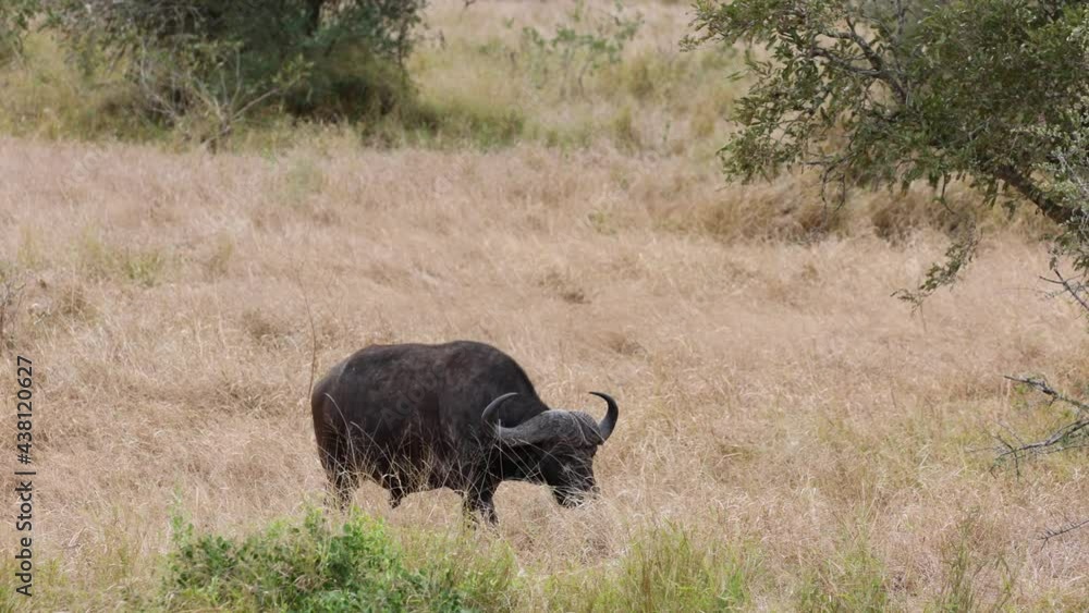 Cape buffalo walking through the savanna Cape buffalo walking through the savanna