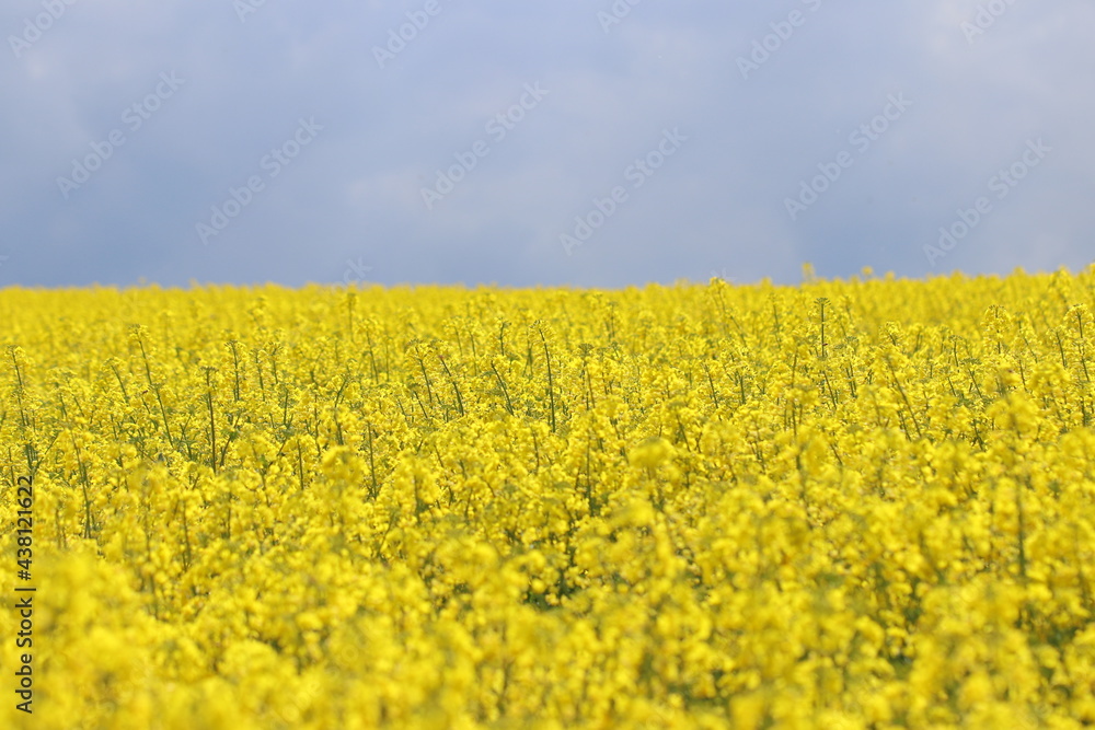 blühender Raps auf einem Rapsfeld blühender Raps auf einem Rapsfeld