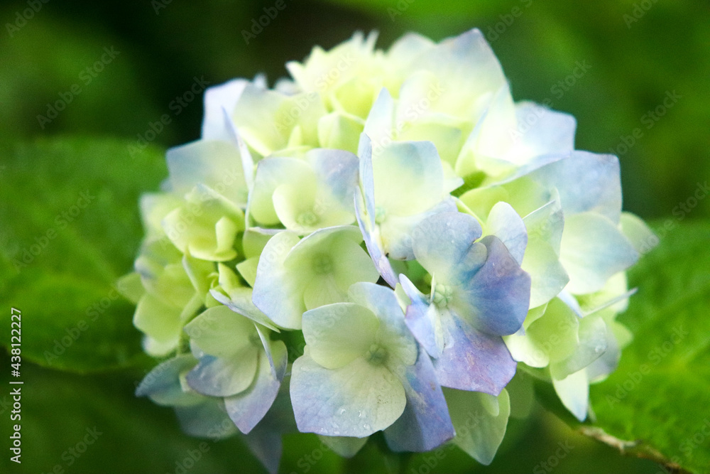 アジサイ あじさい 紫陽花 綺麗 梅雨 雨 鮮やか かわいい 梅雨 雨 落ち着いた 癒し 6月 アジサイ あじさい 紫陽花 綺麗 梅雨 雨 鮮やか かわいい 梅雨 雨 落ち着いた 癒し 6月