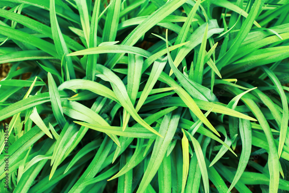 Green grass background close up, fresh green leaves texture macro, foliage pattern, flower leaf backdrop, organic plant, herbs, botany, lawn, agriculture, spring field, summer meadow, nature ecology Green grass background close up, fresh green leaves texture macro, foliage pattern, flower leaf backdrop, organic plant, herbs, botany, lawn, agriculture, spring field, summer meadow, nature ecology