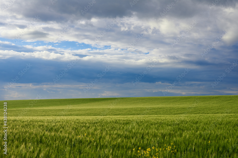 Countryside landscape of ripening wheat field and sky with rain clouds
