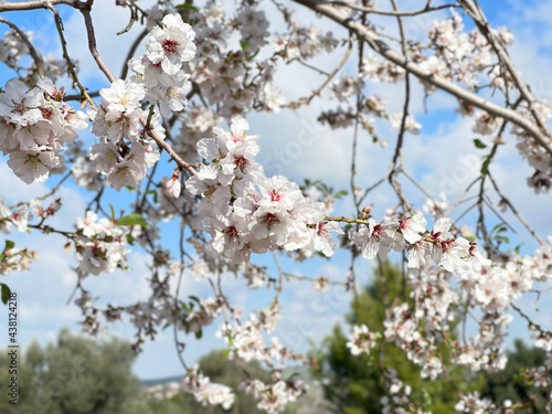 cherry tree blossom