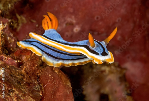 Colorful bright nudibranch mollusk on sea bottom