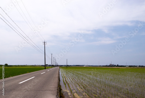 電柱と緑豊かな田園風景