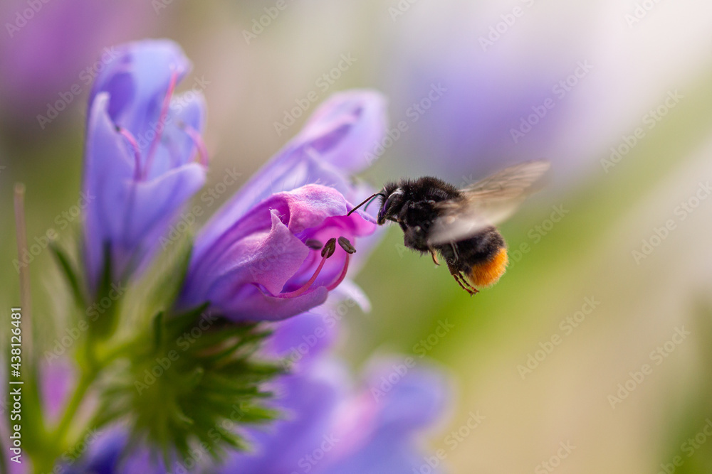 Macro of a bumble bee (bombus) collecting pollen on a Paterson's curse (echium plantagineum) blossom with blurred bokeh background; pesticide free save the bees biodiversity concept; Macro of a bumble bee (bombus) collecting pollen on a Paterson's curse (echium plantagineum) blossom with blurred bokeh background; pesticide free save the bees biodiversity concept;
