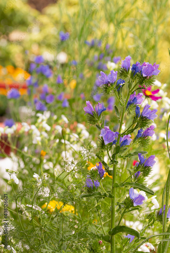 Obraz premium Field showing a colorful bokeh of flowers and herbs blooming in early summer with blurred background; pesticide free environmental protection save the bees biodiversity concept;