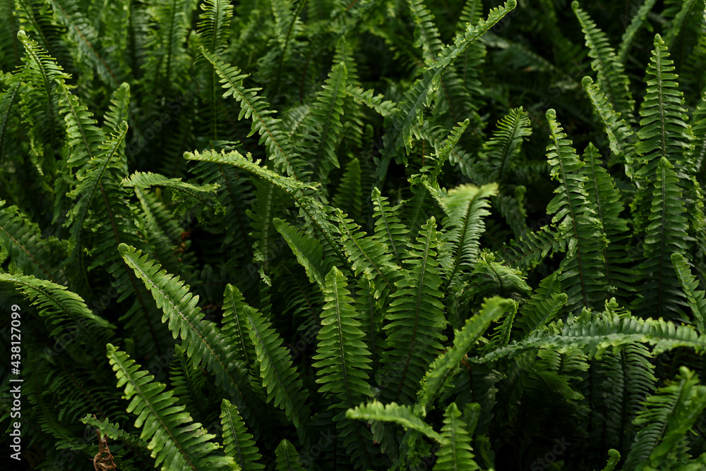 Fern leaves. Green fern plants in nature landscape. Fern plants in forest. Fresh green tropical foliage. Rainforest jungle landscape.  Spring season Nature background.