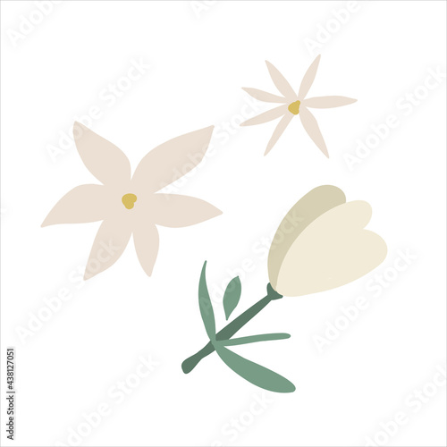 Dried jasmine flowers, isolated vector illustration