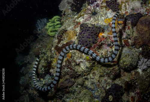 Sea snake swimming on coral reefs under water photo