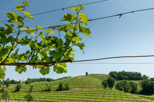 close up of grapevine sprouts and fresh leaves on the wine row, in springtime