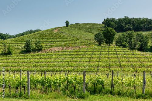 Obraz na plátně Scenic Vineyard landscape on hills in the north east Italy.