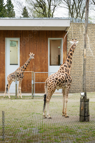 Fototapeta żyrafy na terenie wybiegu krakowskiego zoo