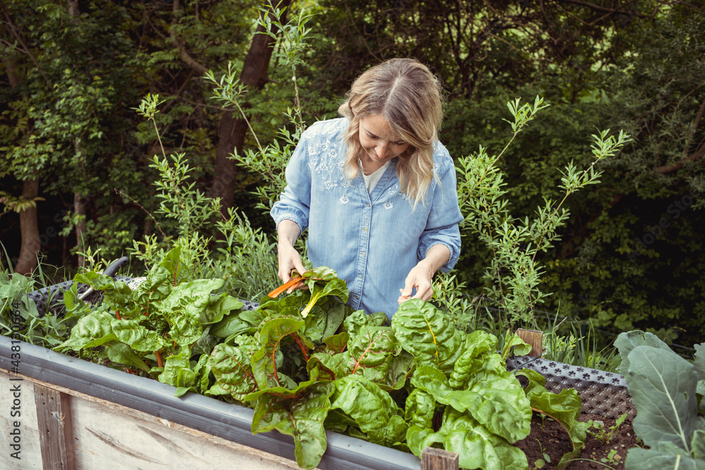 pretty young blonde woman harvesting fresh chard, mangold from her raised bed in her garden and is happy pretty young blonde woman harvesting fresh chard, mangold from her raised bed in her garden and is happy