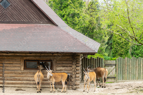 Antylopy eland w krakowskim ogrodzie zoologicznym