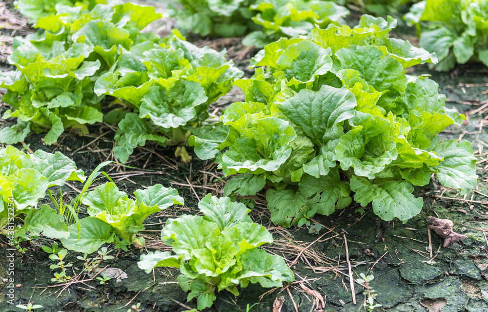 .The lettuce grown on farms as organic .The lettuce grown on farms as organic