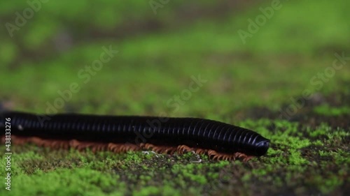 Black Millipedes on grass closeup footage