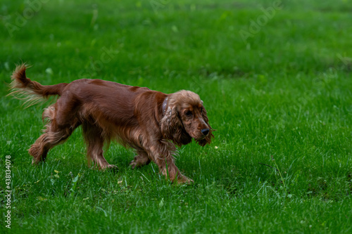 red-haired English cocker-spaniel on the green meadow