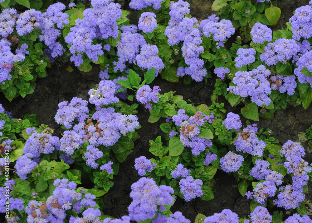 purple and white flowers