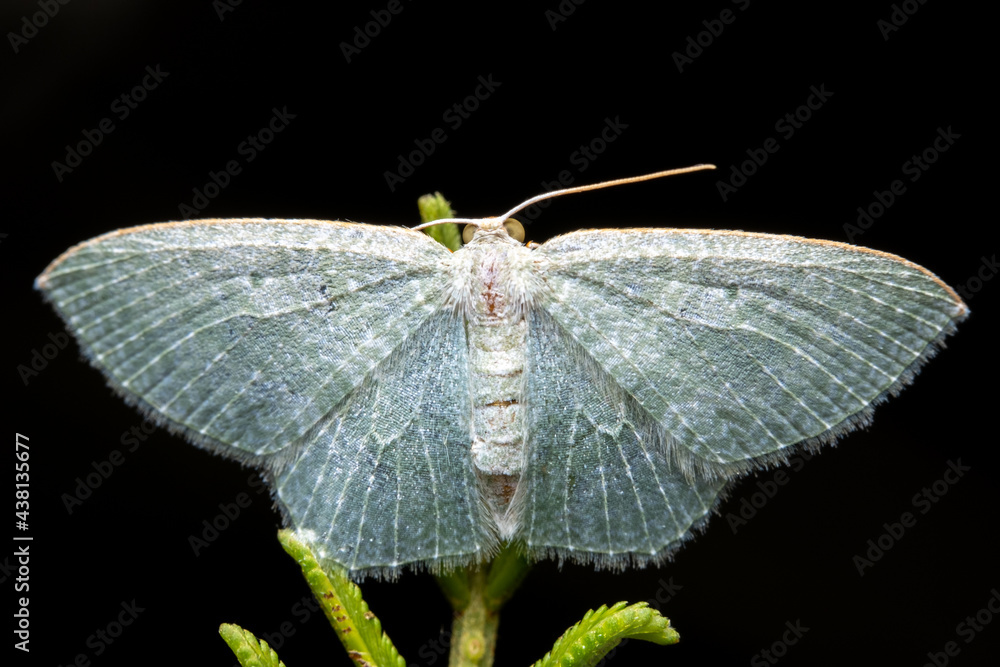 Obraz premium moth on a leaf