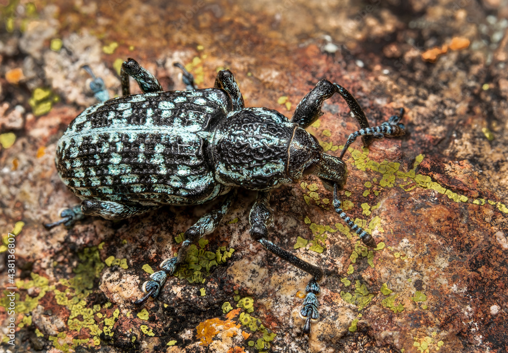 Botany bay weevil Botany bay weevil