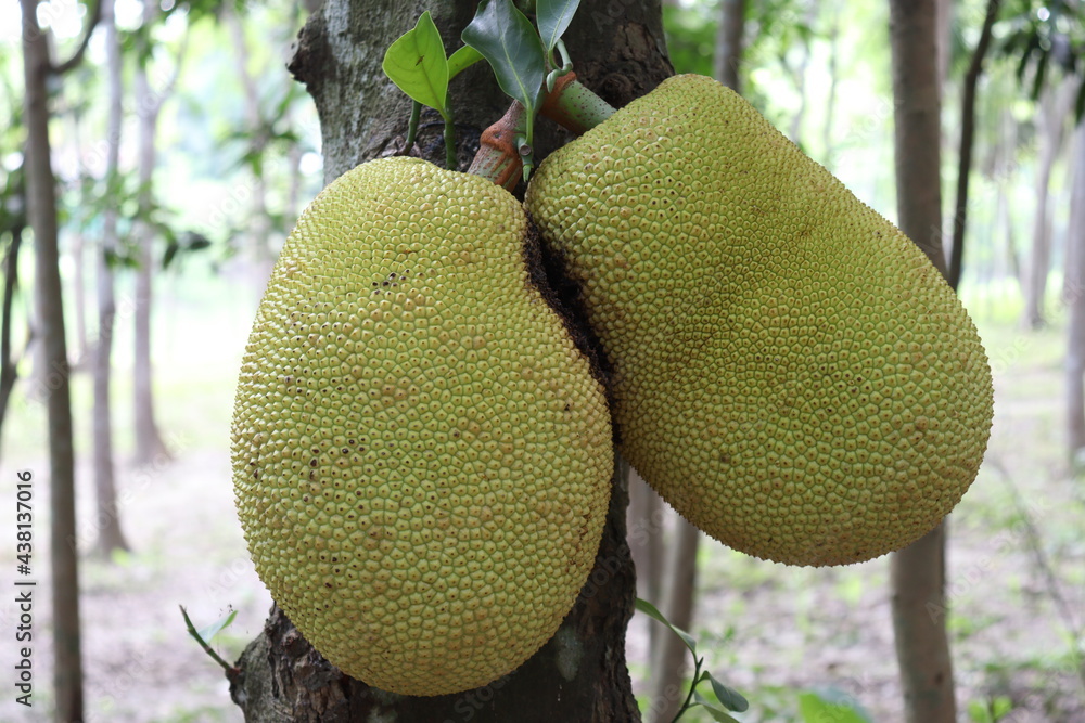 jackfruit stock on tree in the farm jackfruit stock on tree in the farm