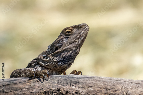 bearded dragon lizard © Ash Powell