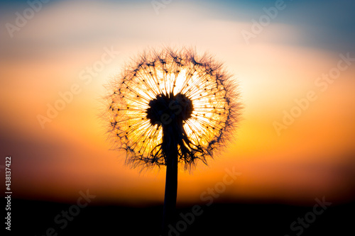 Dandelion flower with sunset