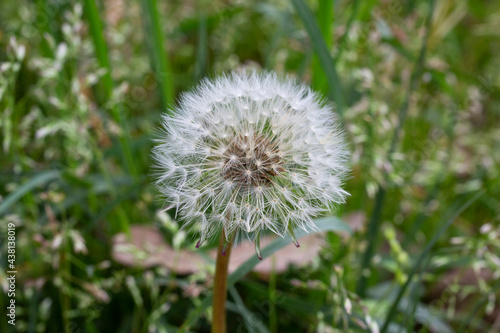 Dandelion seeds among the grass in the meadow in the morning sunlight