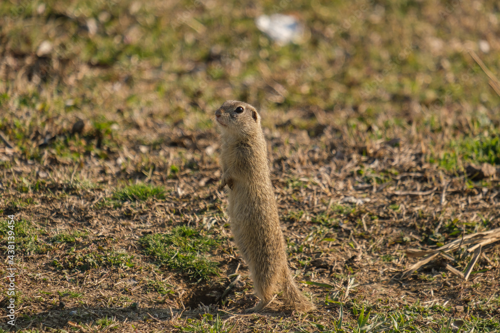 Fototapeta premium Popandau european - European ground squirrel - Spermophilus citellus