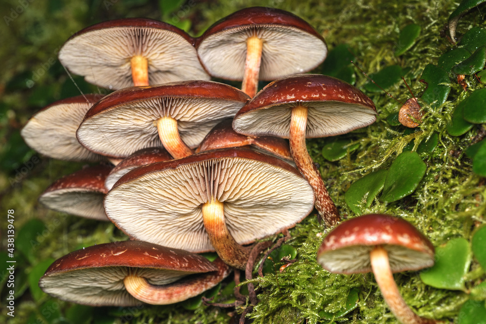 Fototapeta premium mushrooms in the forest