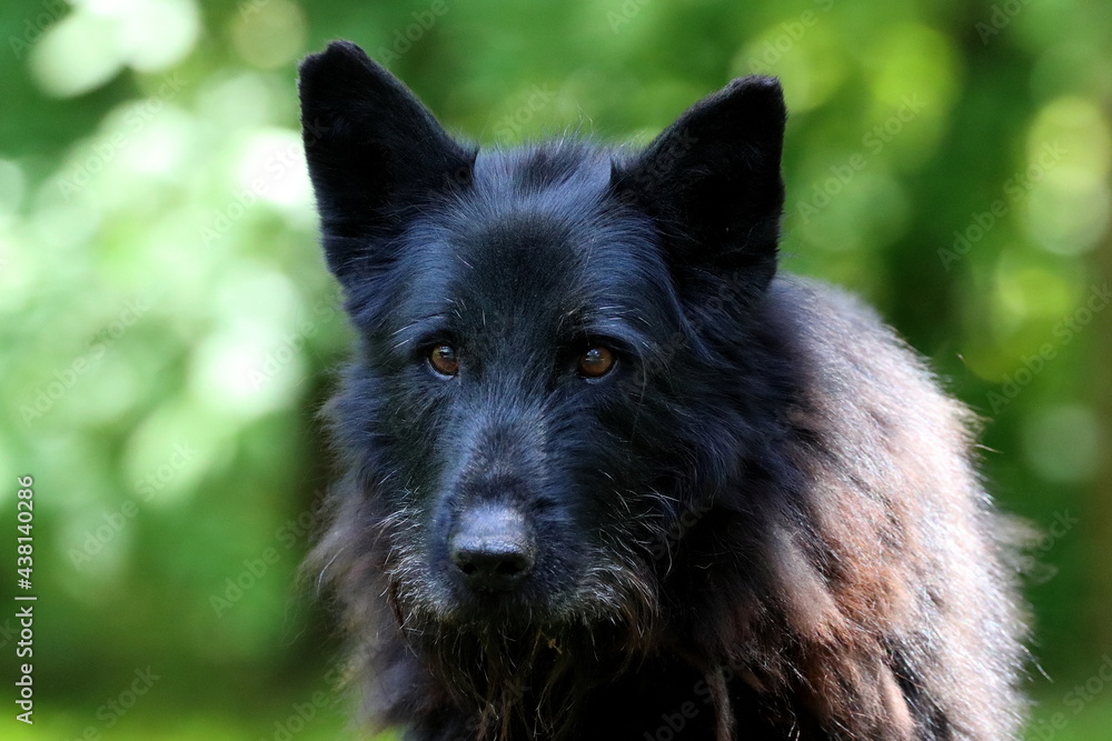 portrait of an old black dog, mixed-bred portrait of an old black dog, mixed-bred