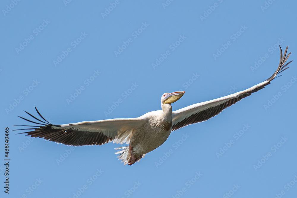 Obraz premium Great white pelican - Pelican comun - Pelecanus onocrotalus