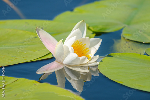 Nufar alb - White water lily - Nymphaea alba