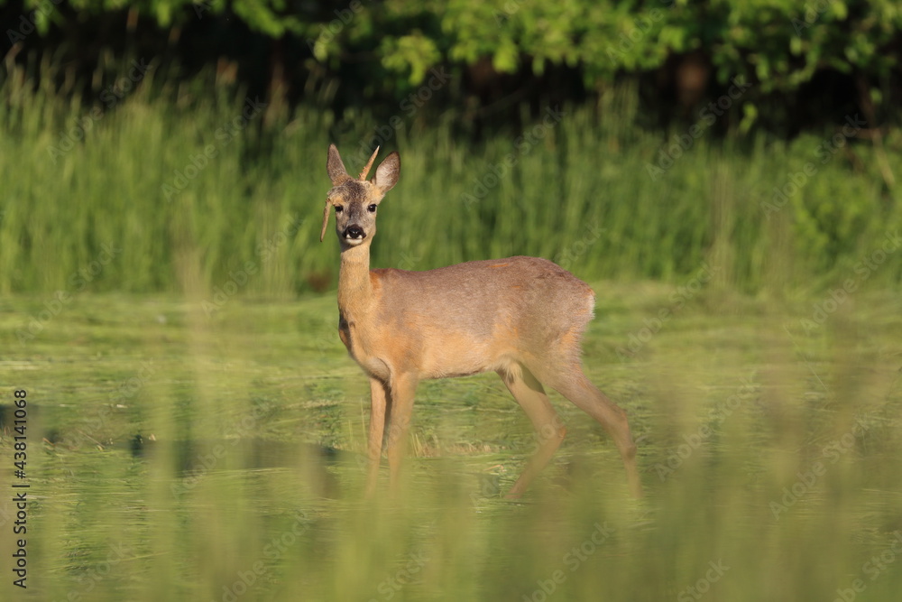 male deer with a broken hanging horn, roebuck