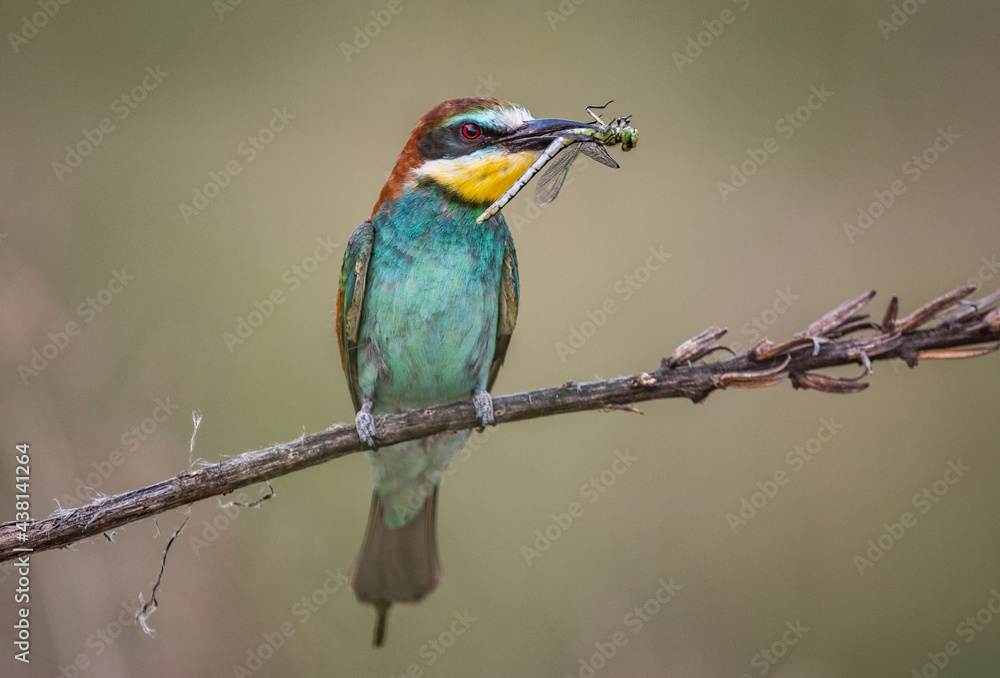 Merops apiaster Żołna zwyczajna European bee-eater