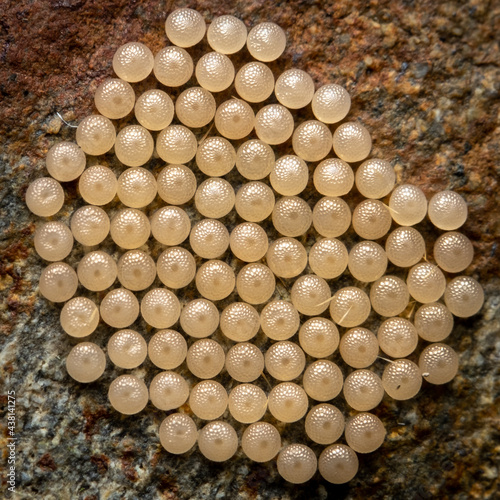 Shield bug eggs