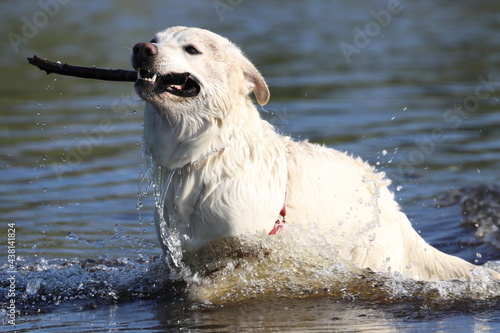 golden retriever running,dog in water