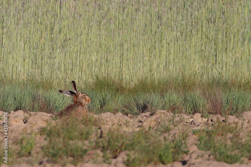 Fototapeta Naklejka Na Ścianę i Meble -  hare in the field