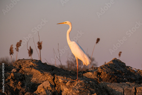 Egreta alba - Great white egret - Casmerodius albus photo