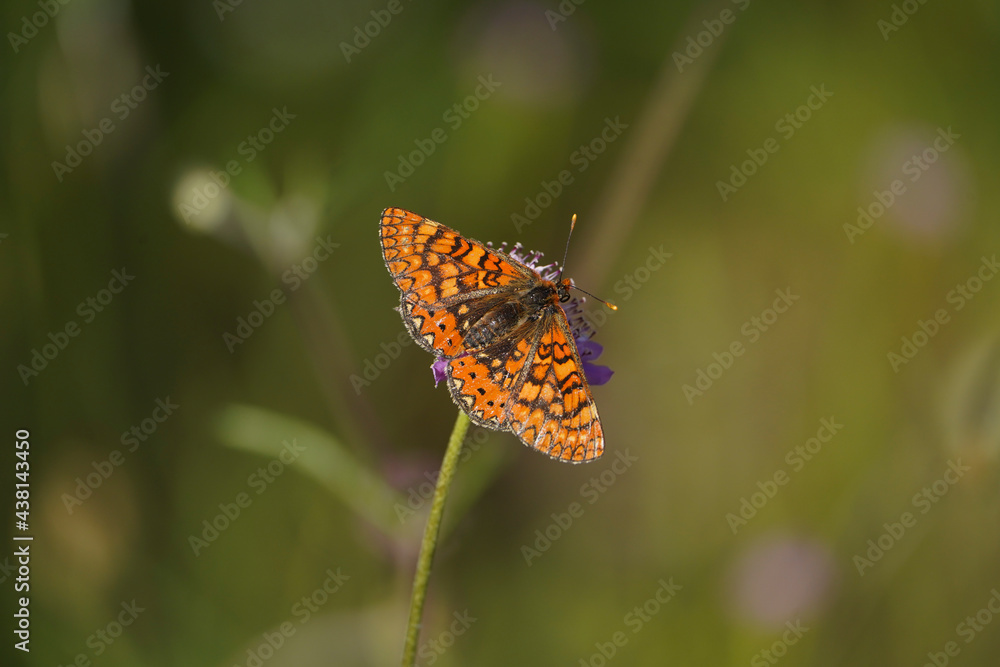 Marsh fritillary, Euphydryas aurinia Beckeri, Spain, Europa. Marsh fritillary, Euphydryas aurinia Beckeri, Spain, Europa.