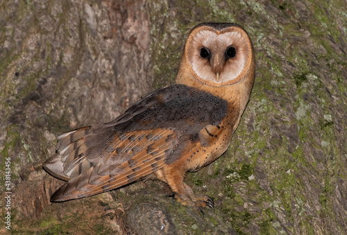 Tyto alba Płomykówka Barn owl