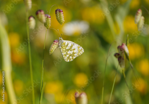 Western dappled white, butterfly, (Euchloe crameri), on Briza maxima, quaking grass, Andalucia, Spain photo