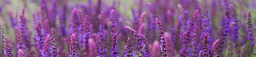 Blooming field with purple sage. Floral background. Blooming field with purple sage. Floral background.